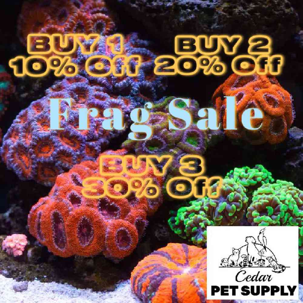 Unknown frags sale Coral for sale