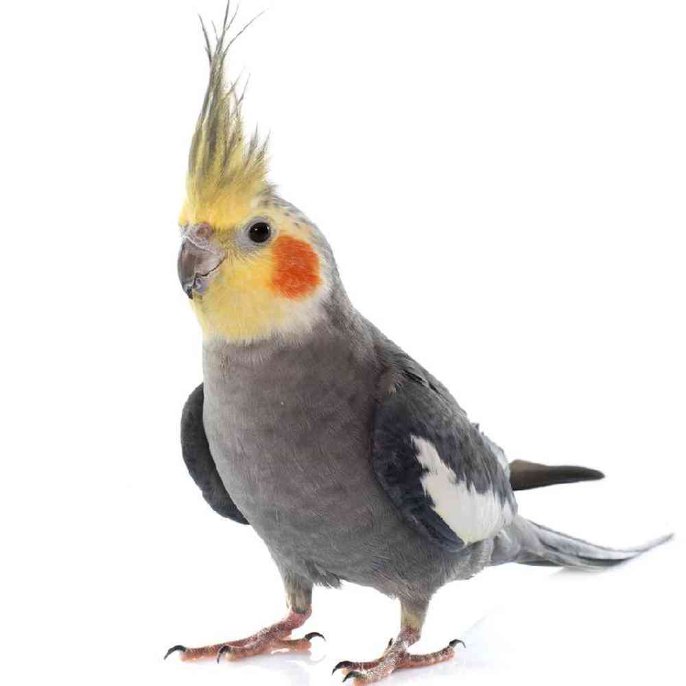 Unknown Cockatiel Bird for sale