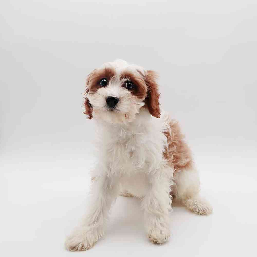 Female Cavapoo Puppy for Sale in Henderson, NV