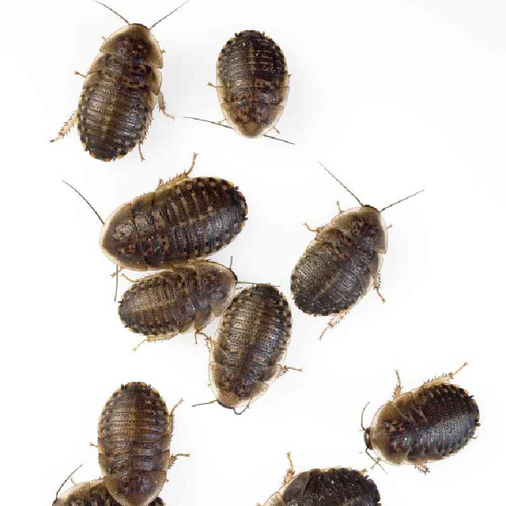 Unknown Dubia Roaches Small Medium Large Bugs & Feeder for sale