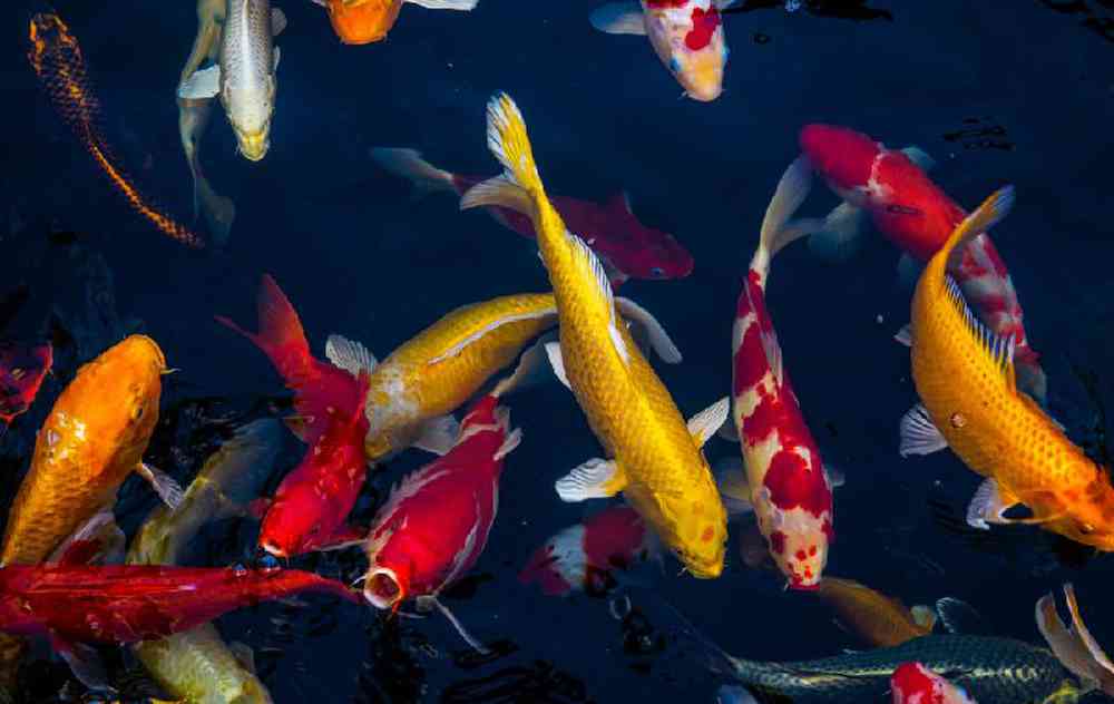 Unknown Koi Fish Freshwater Fish for sale