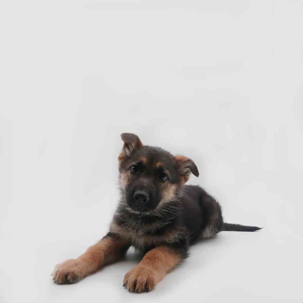 Male German Shepherd Puppy for Sale in Henderson, NV