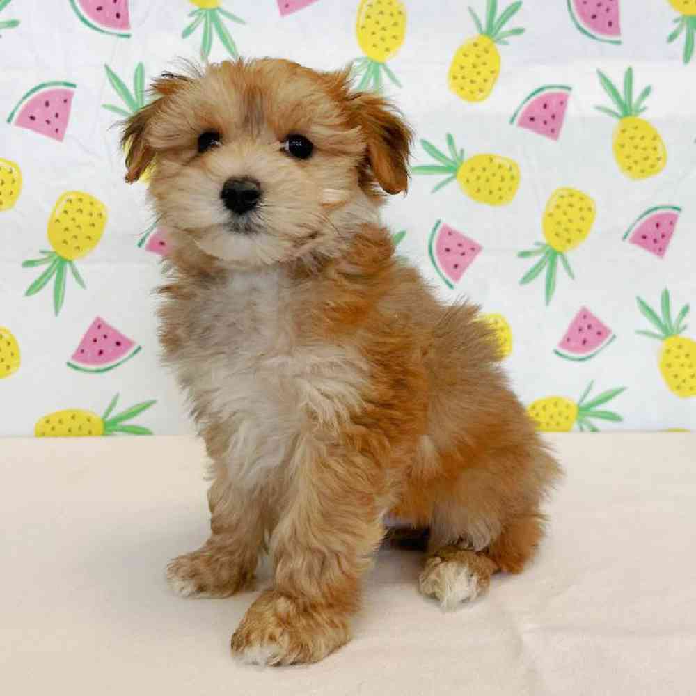 Male Yorkie-Poo Puppy for Sale in Henderson, NV