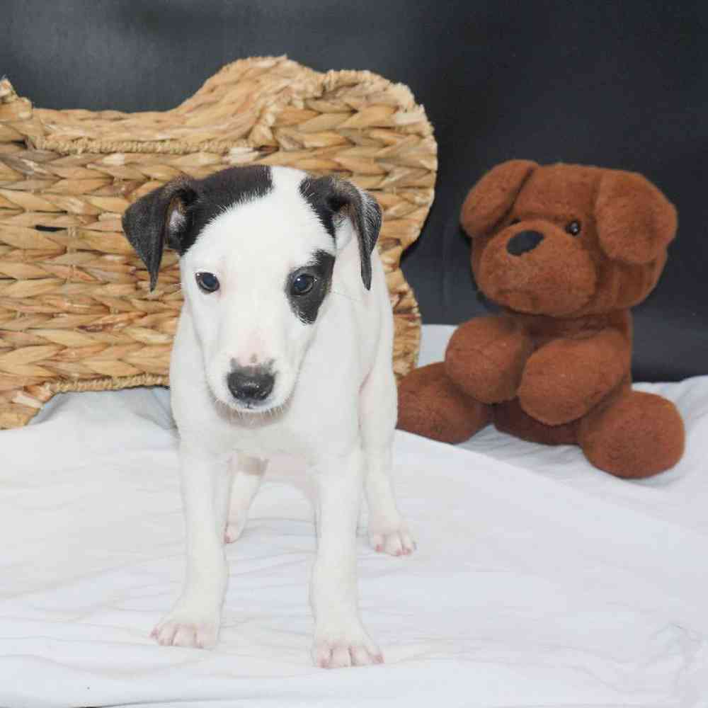 Male Jack Russell Terrier Puppy for Sale in West Jordan, UT