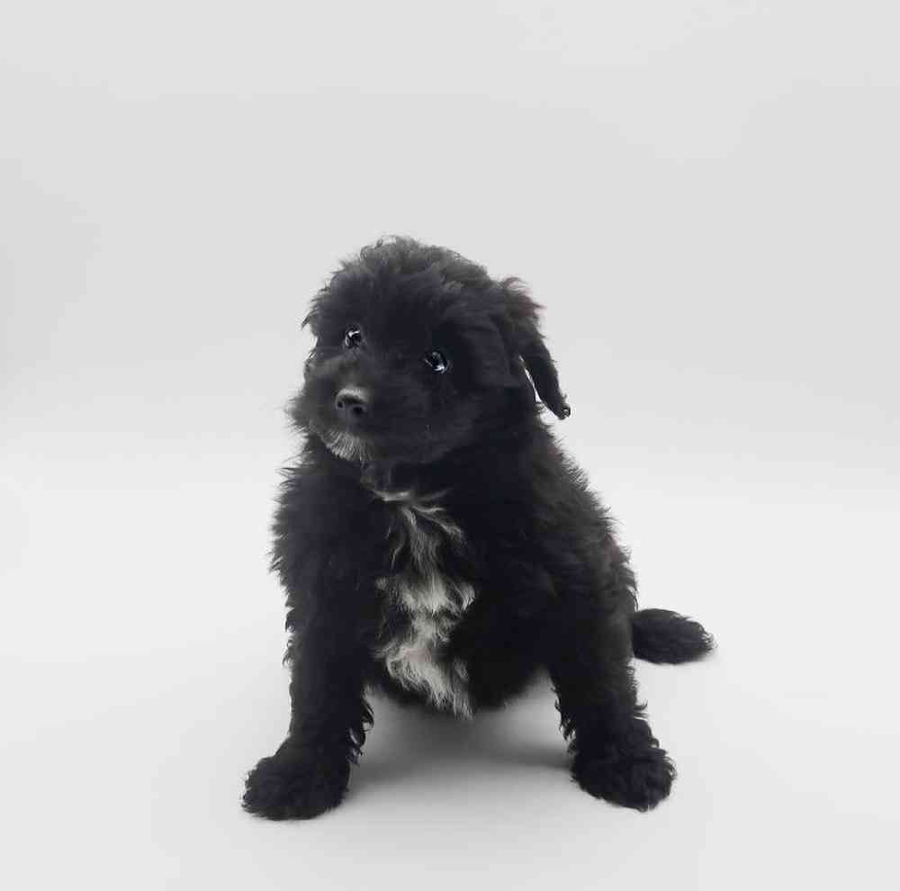 Male Pom-A-Poo Puppy for Sale in Henderson, NV