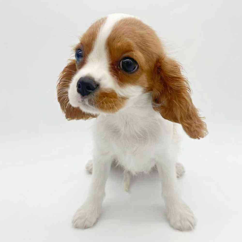 Female Cavalier King Charles Spaniel Puppy for Sale in Las Vegas, NV