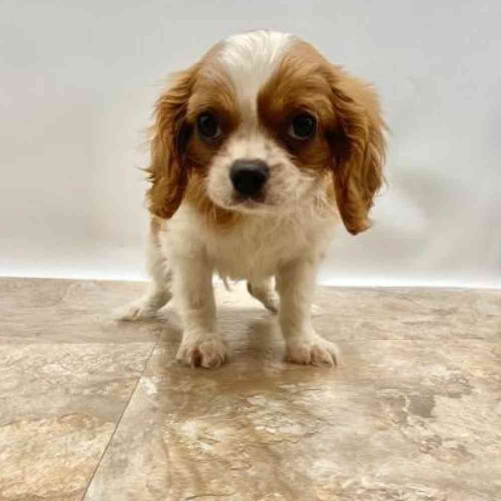 Male Cavalier King Charles Spaniel Puppy for Sale in St. George, UT