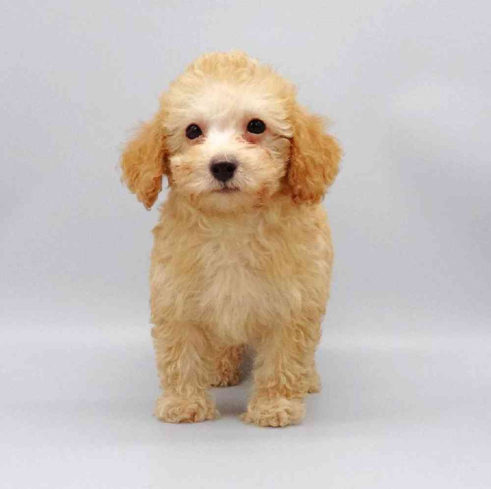 Male Poodle Toy Puppy for Sale in Las Vegas, NV