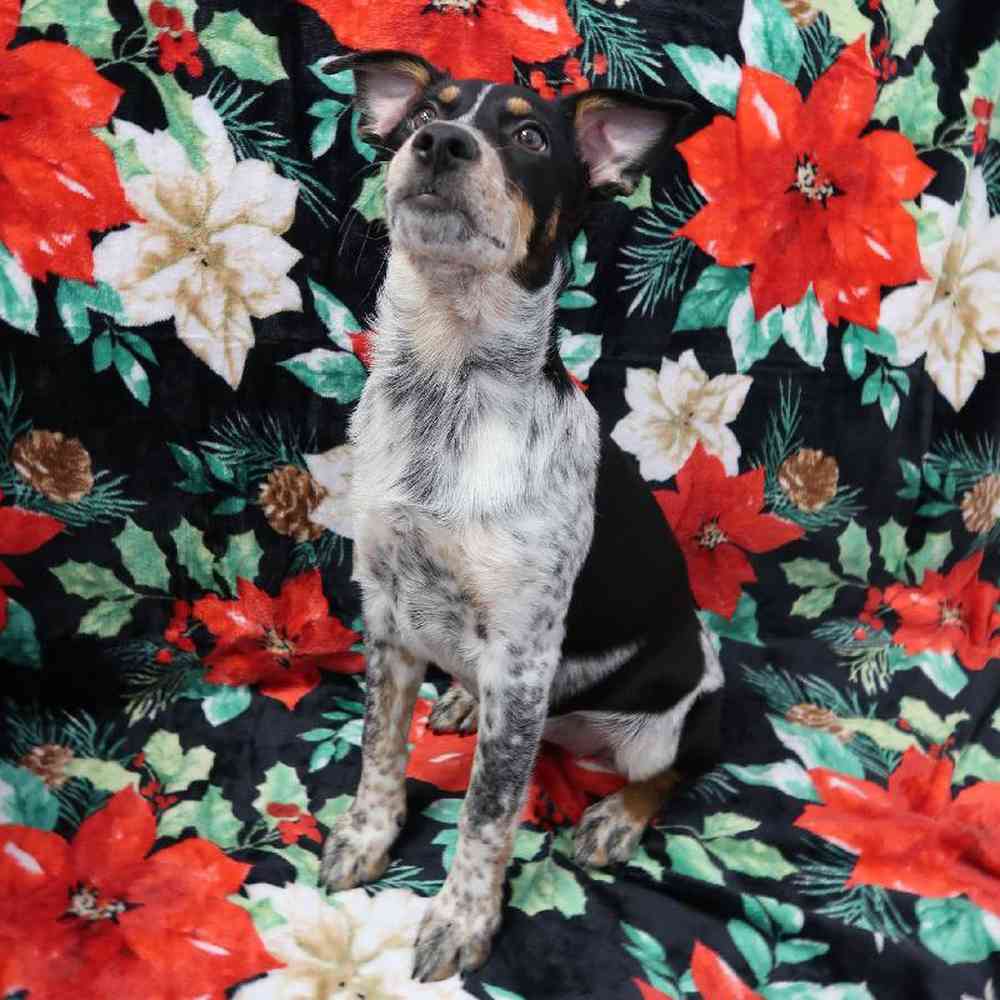 Female Texas- Heeler Puppy for Sale in West Jordan, UT