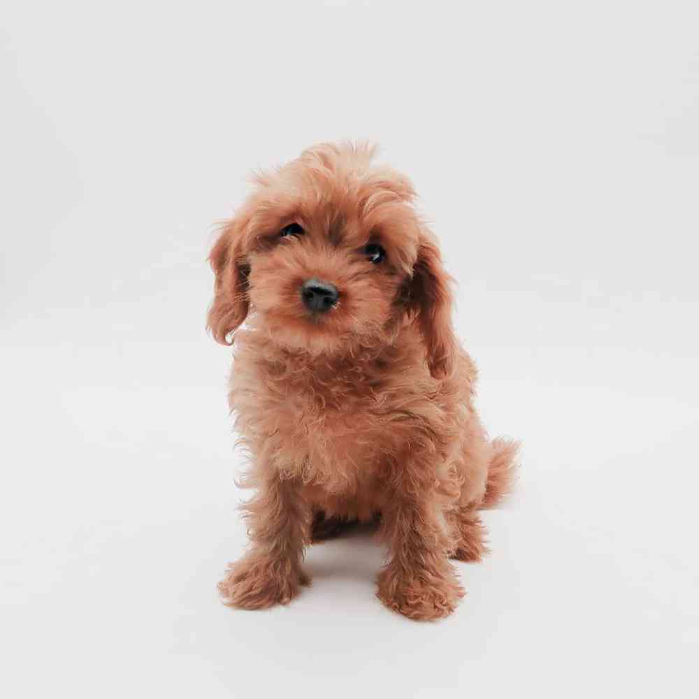 Female Cavapoo Puppy for Sale in Henderson, NV