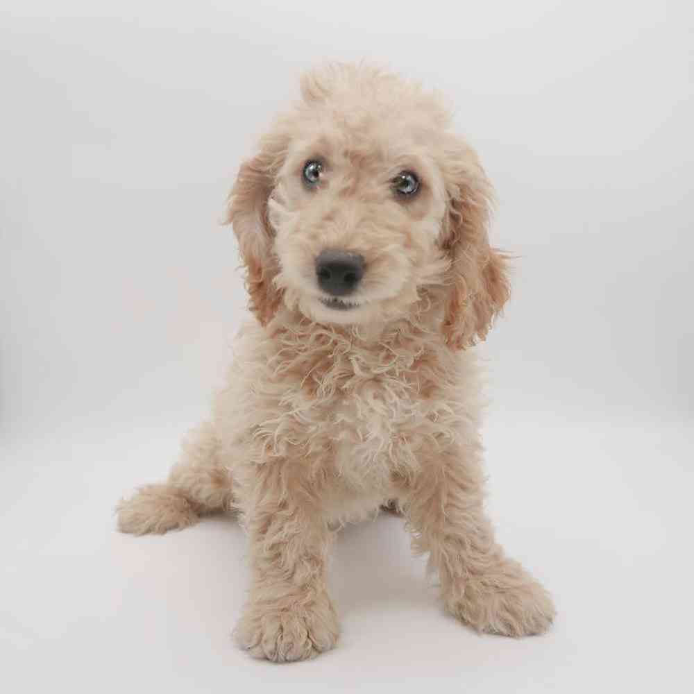 Male Goldendoodle mini Puppy for sale