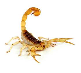 Scorpion Desert Hairy