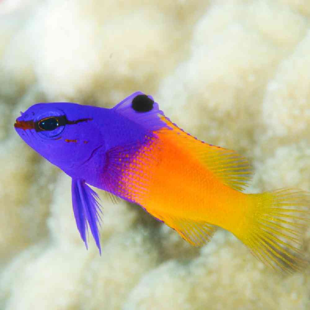 Unknown Basslet Royal Gramma Saltwater Fish for sale