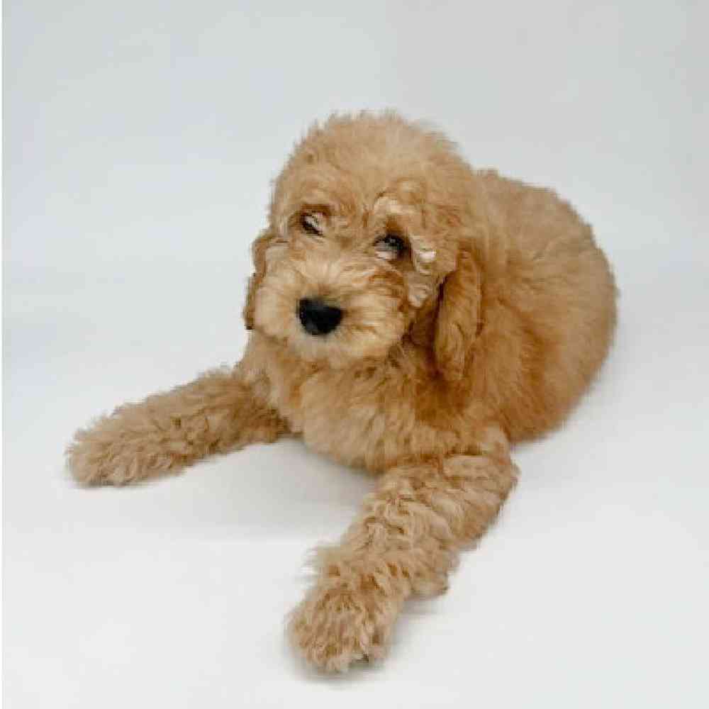 Male Goldendoodle mini Puppy for Sale in Las Vegas, NV