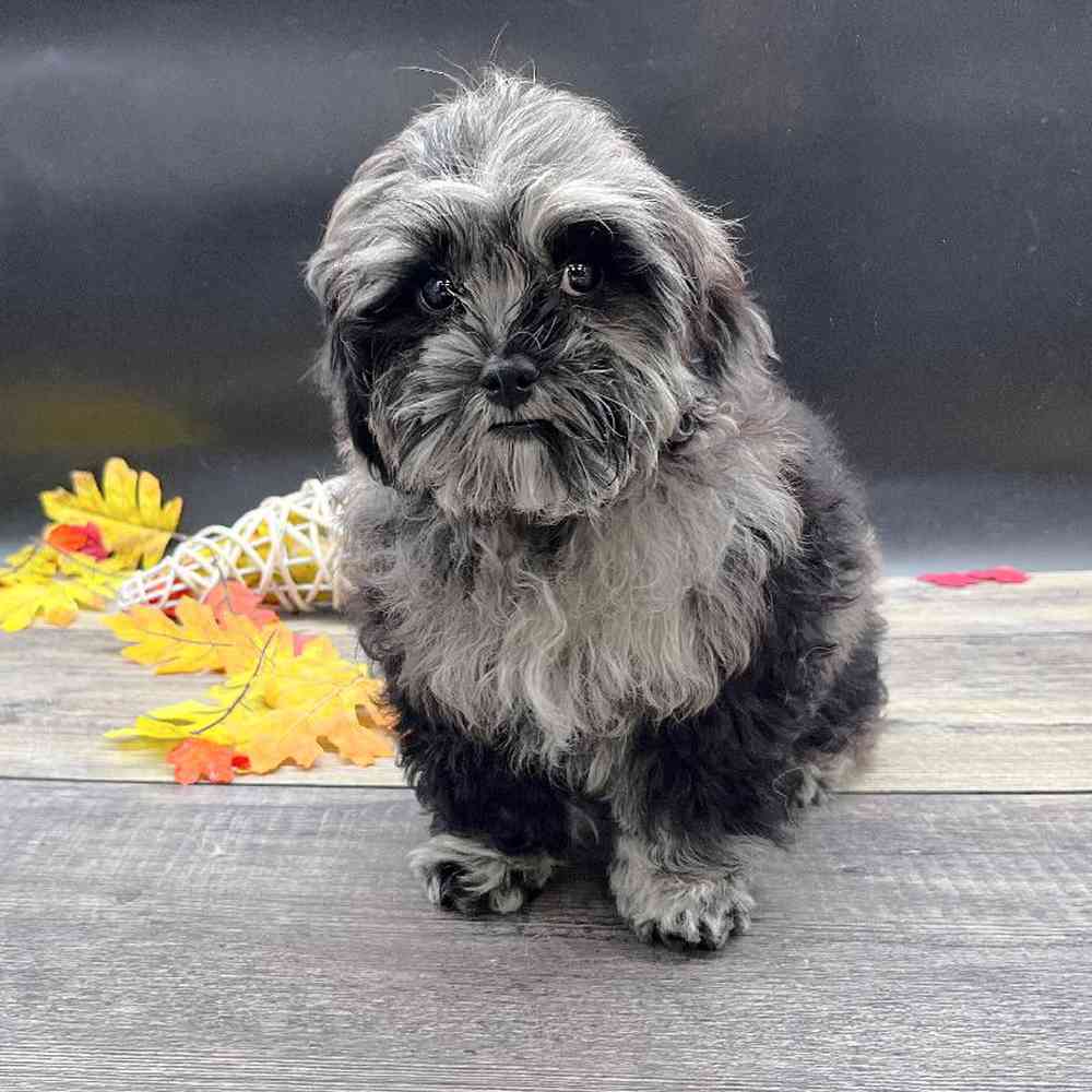 Male Shizapoo Puppy for sale