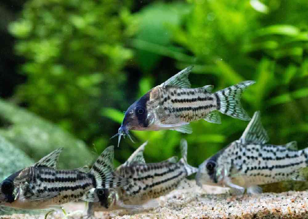 Unknown Corydora Catfish Freshwater Fish for sale