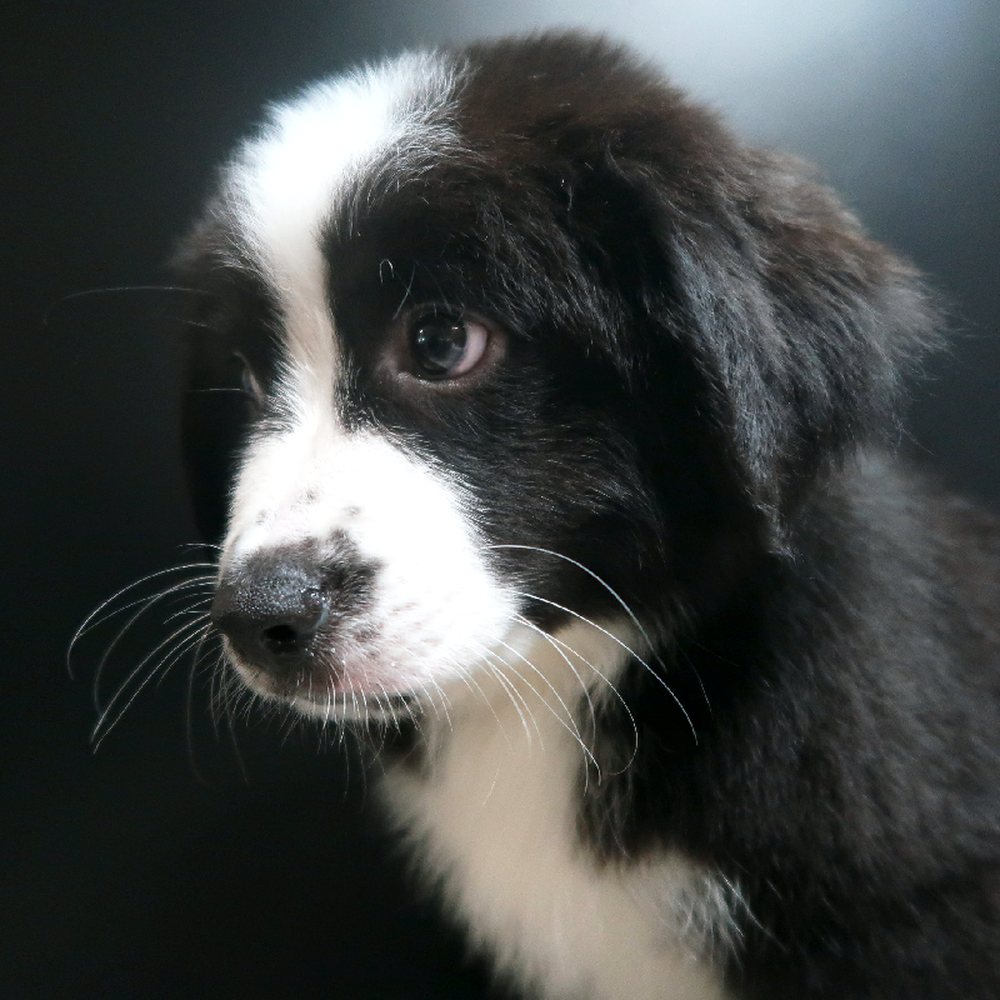 Male Miniature Australian Shepherd Puppy for Sale in Vineyard, UT