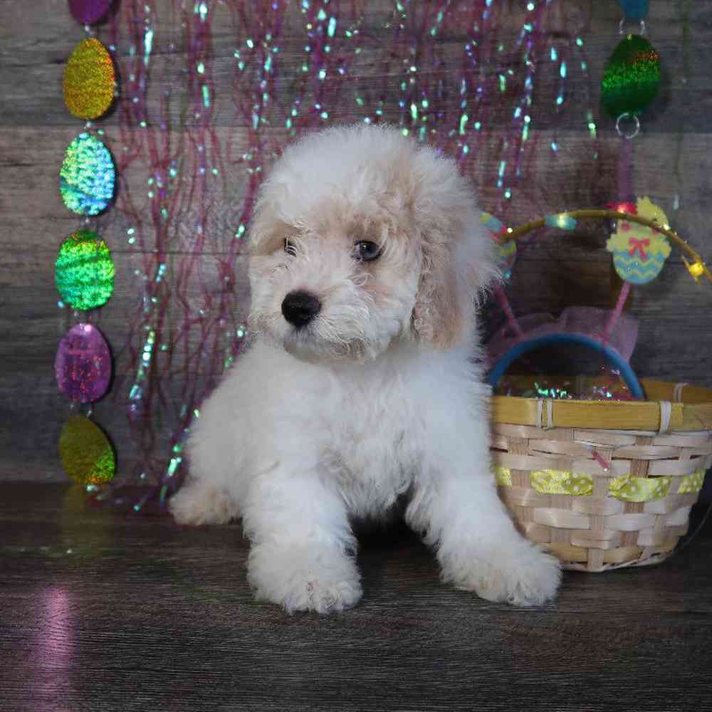 Male Bichon-Poodle Puppy for Sale in Vineyard, UT