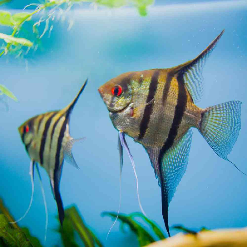 Unknown Angel Fish Various Freshwater Fish for sale