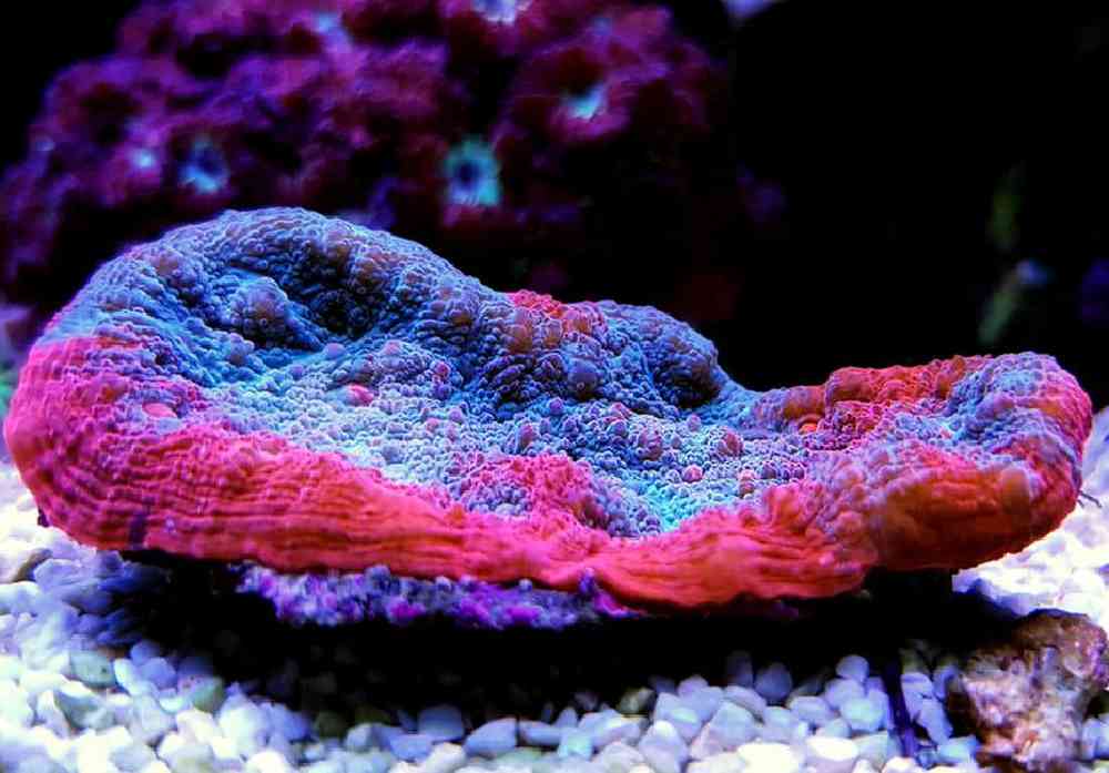 Unknown Chalice Oozing Candy Coral for sale