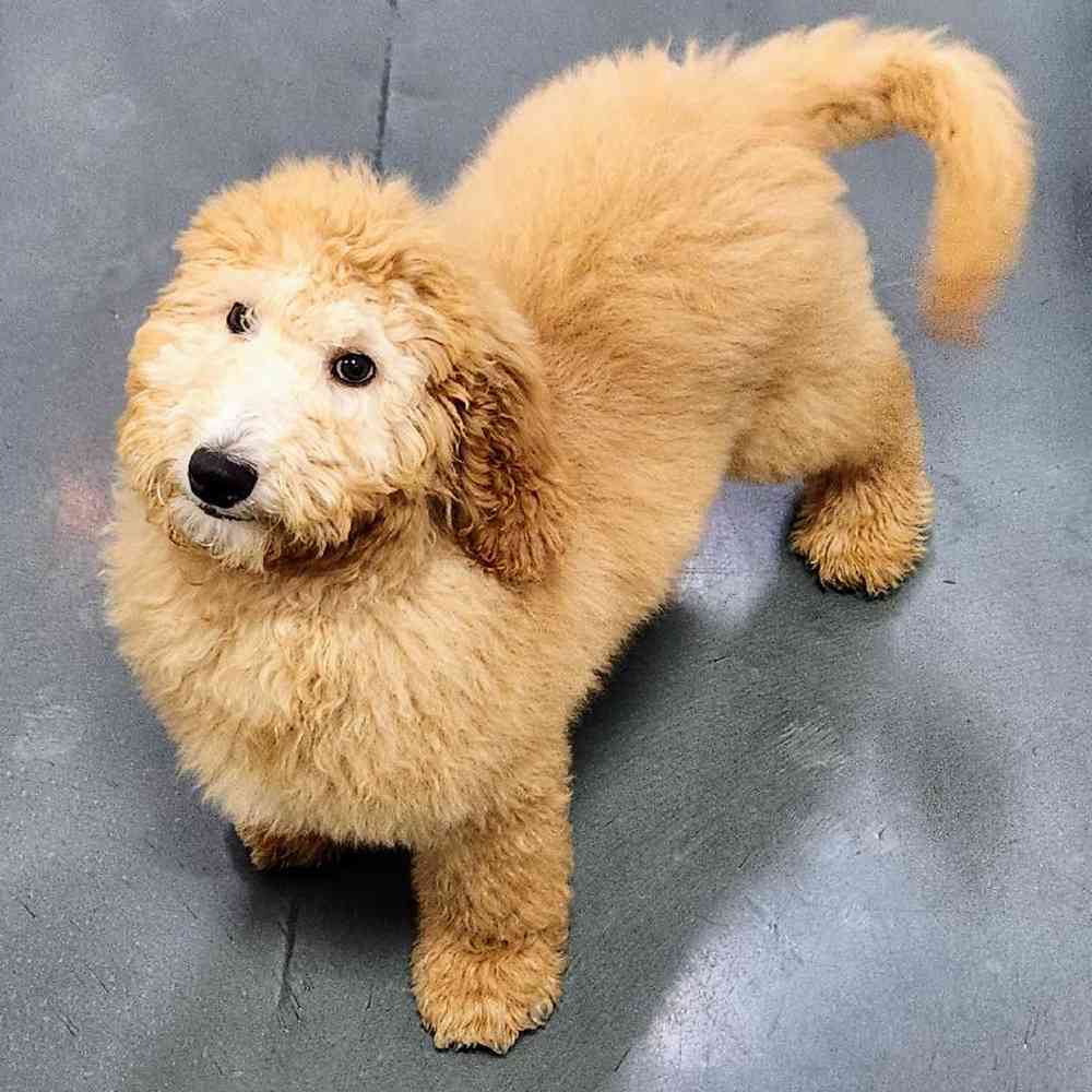 Male Goldendoodle Puppy for Sale in Cedar City, UT