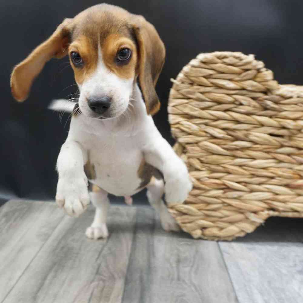 Male Beagle Puppy for Sale in West Jordan, UT