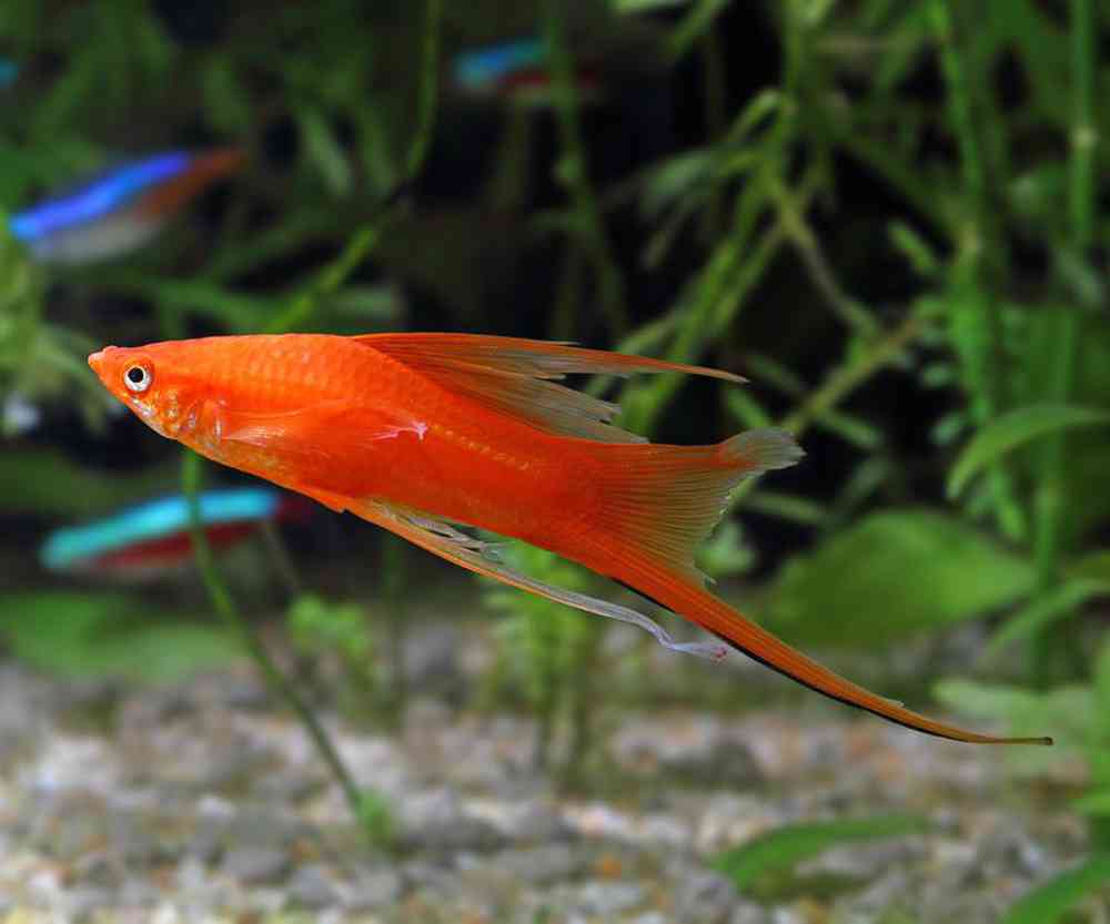 Unknown Swordtails Freshwater Fish for sale