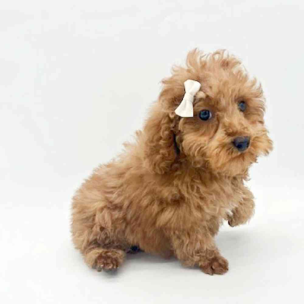 Female Poodle Mini Puppy for Sale in St. George, UT