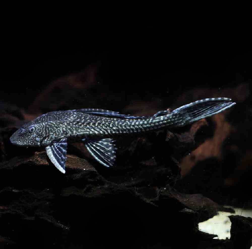 Unknown Plecostomus Freshwater Fish for sale