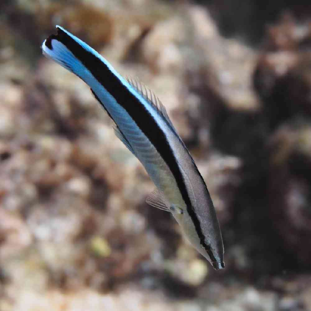 Unknown Wrasses Cleaner Common Saltwater Fish for sale