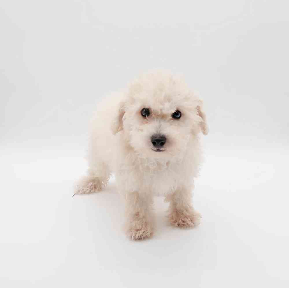 Female Bichapoo Puppy for Sale in Henderson, NV