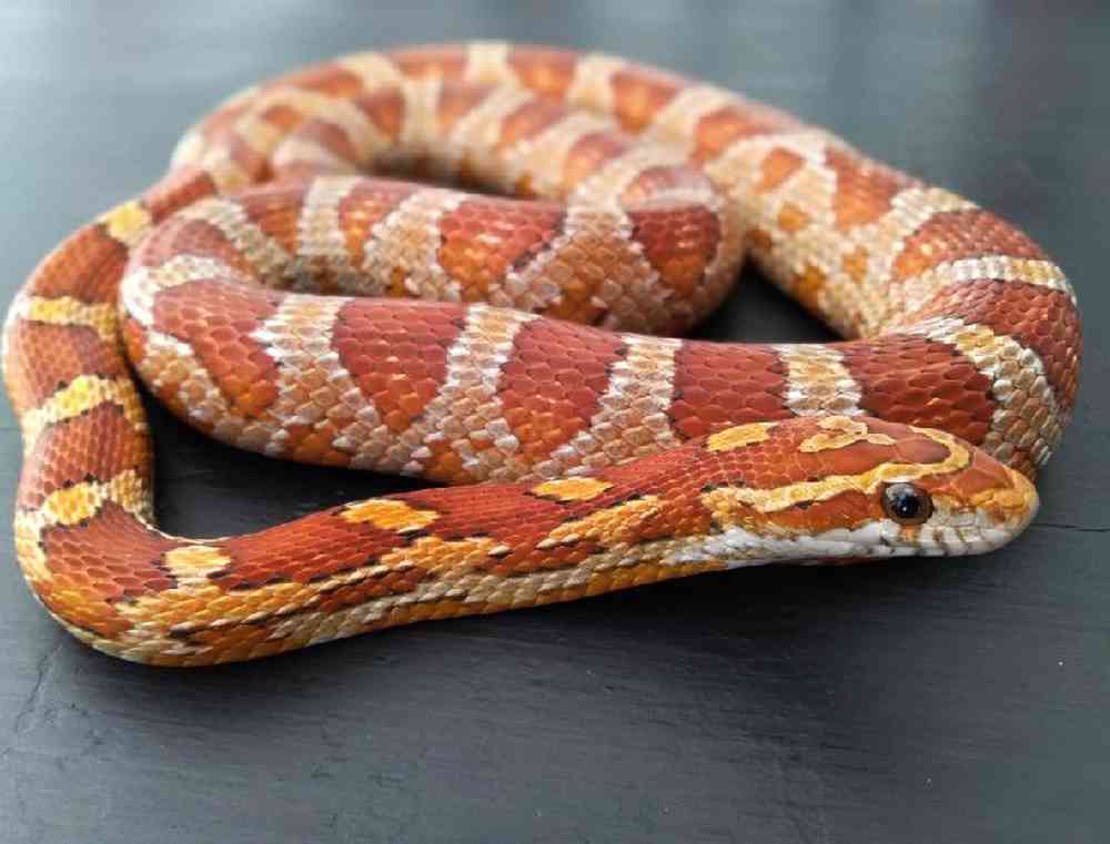 Unknown Snake Corn Snake Common Reptile for sale