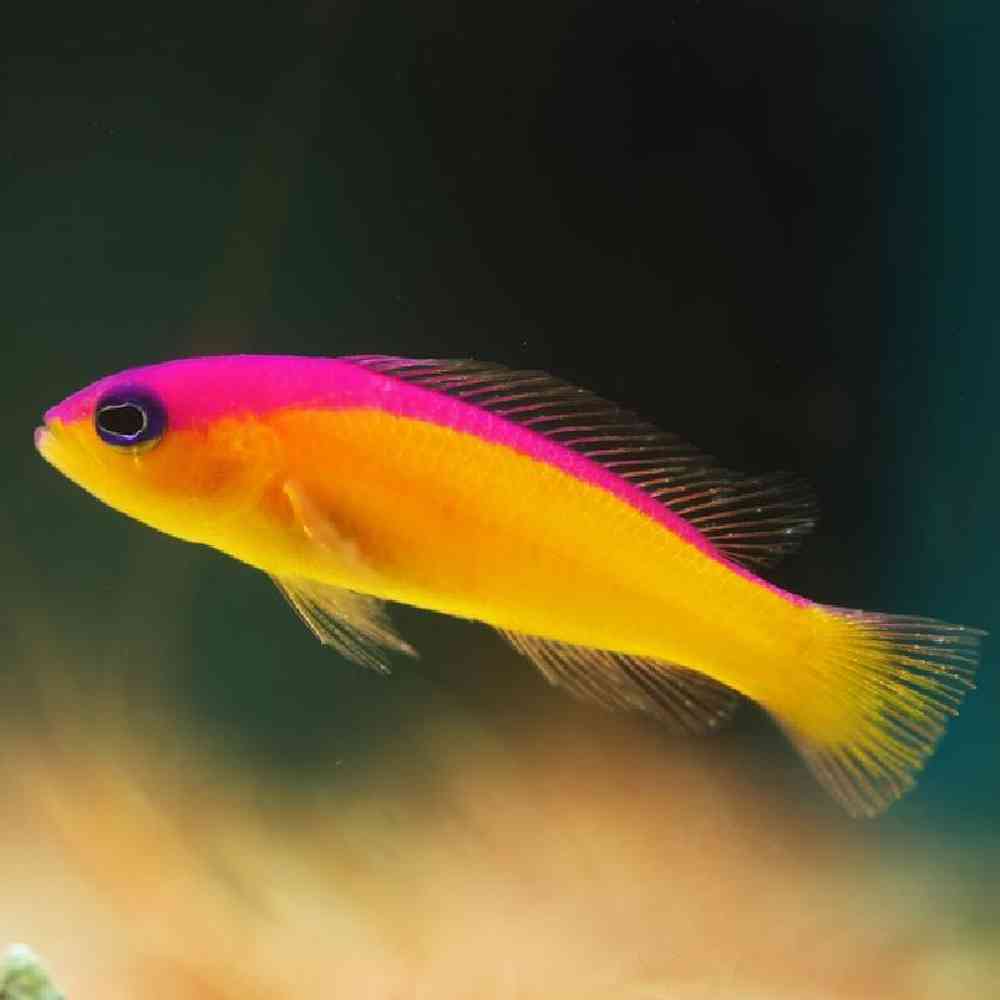 Unknown Dottyback Diadem Purple Saltwater Fish for sale