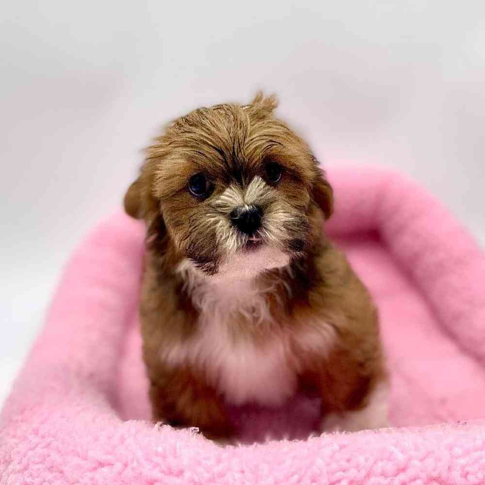 Male Lhasa Apso Puppy for sale