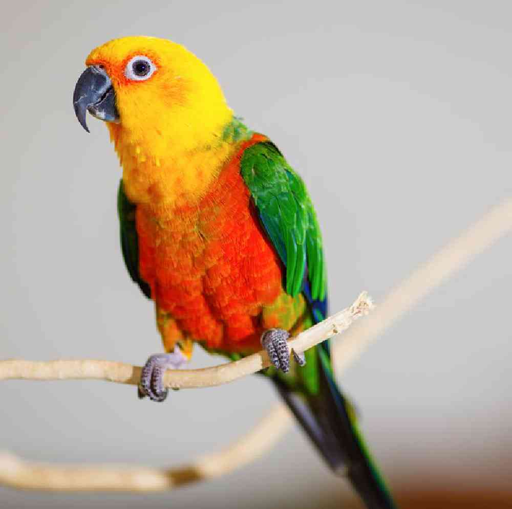 Unknown Conure Jenday Bird for sale