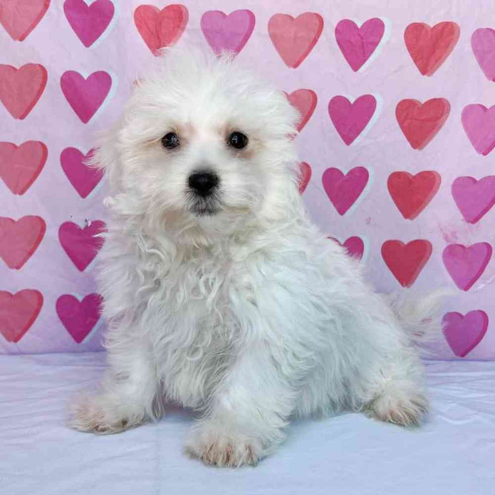 Male Maltese Puppy for Sale in Henderson, NV