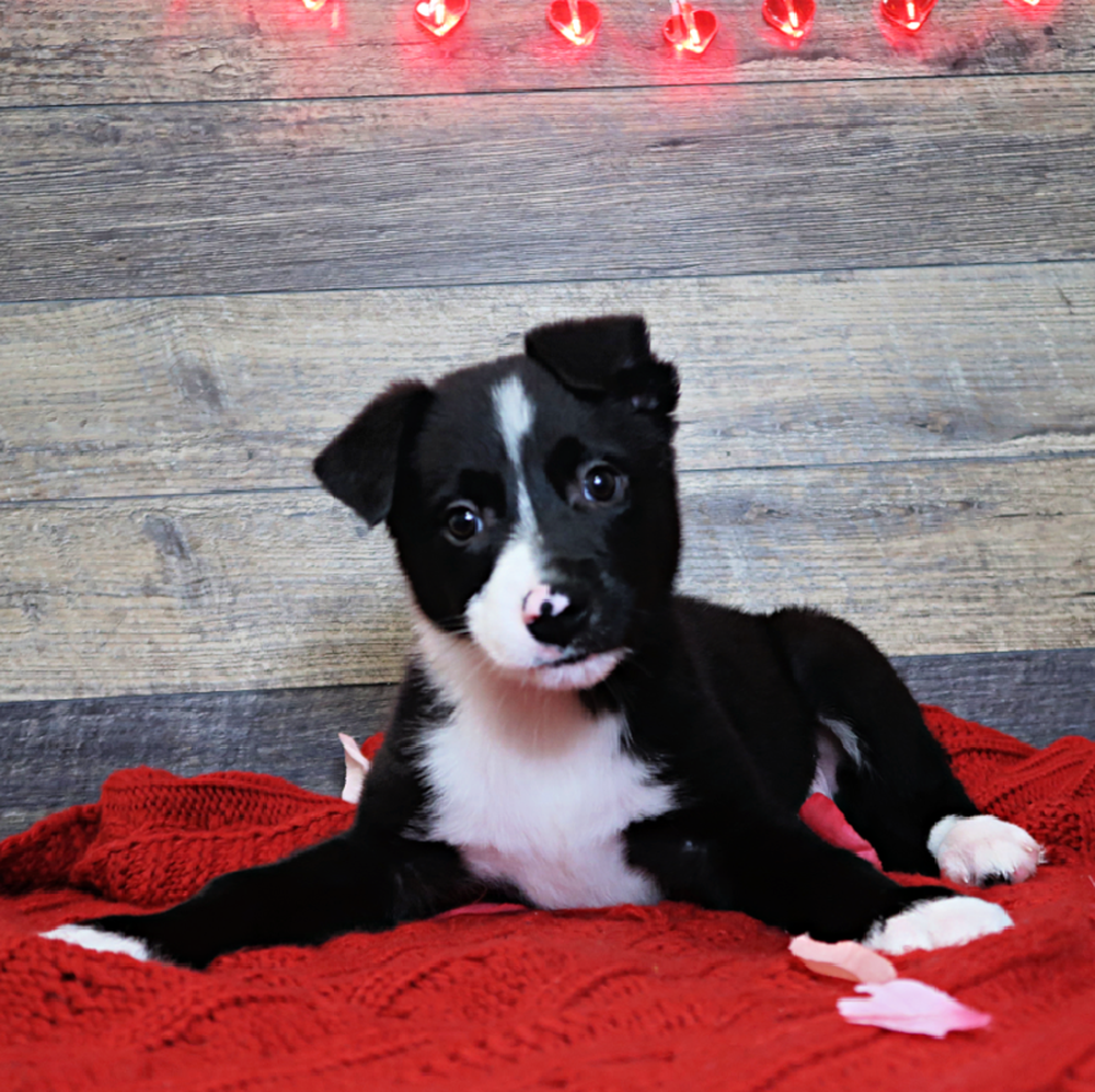 Male Border Collie Puppy for Sale in Vineyard, UT