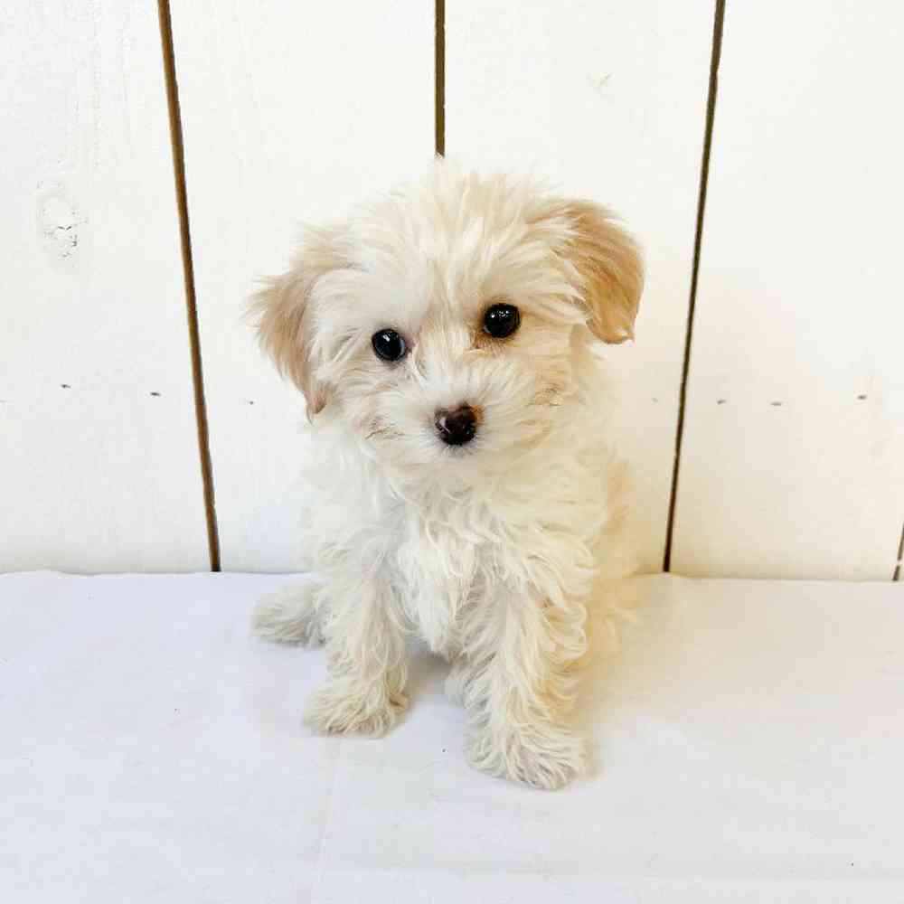 Female Yochon Puppy for Sale in Las Vegas, NV