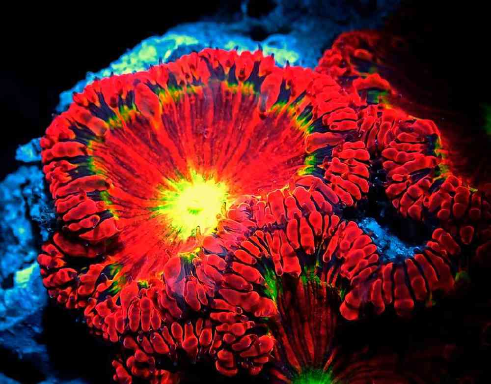 Unknown LPS Coral Blastomussa Dragon Eye Coral for sale