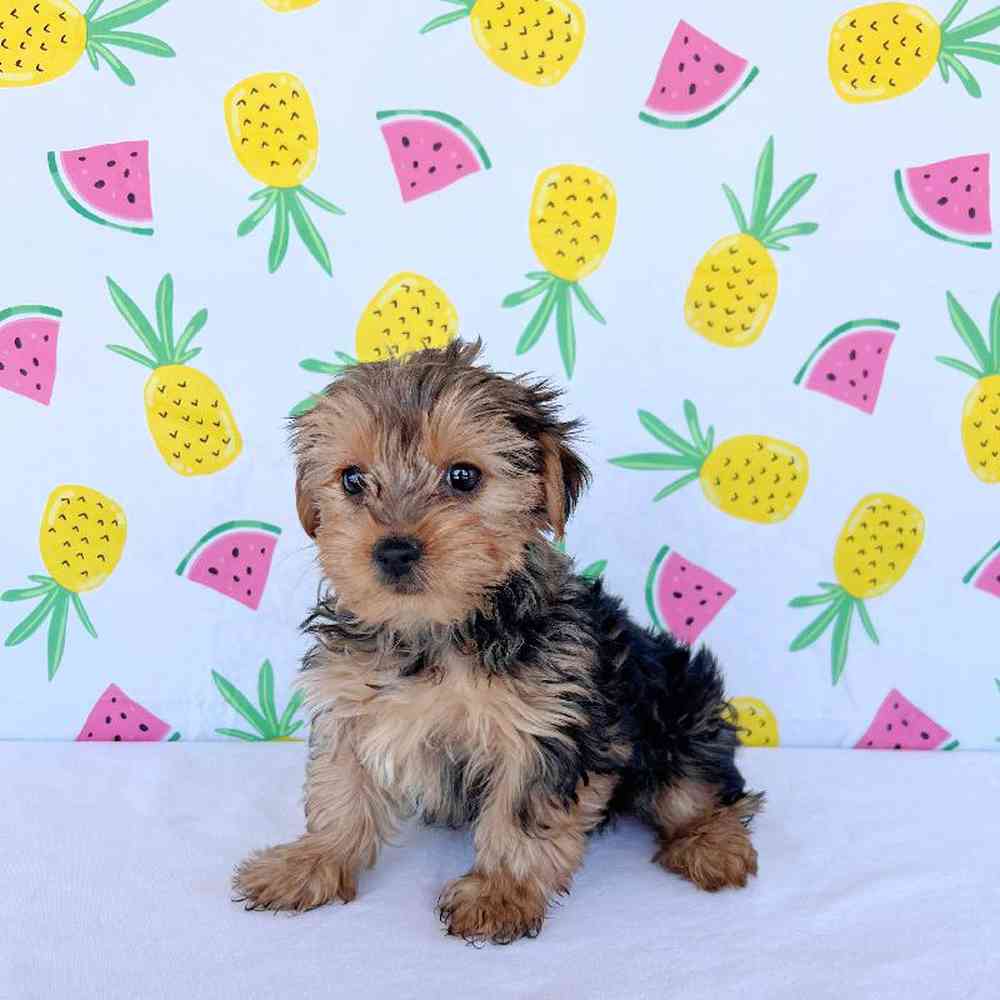 Male Yorkie Puppy for Sale in Henderson, NV