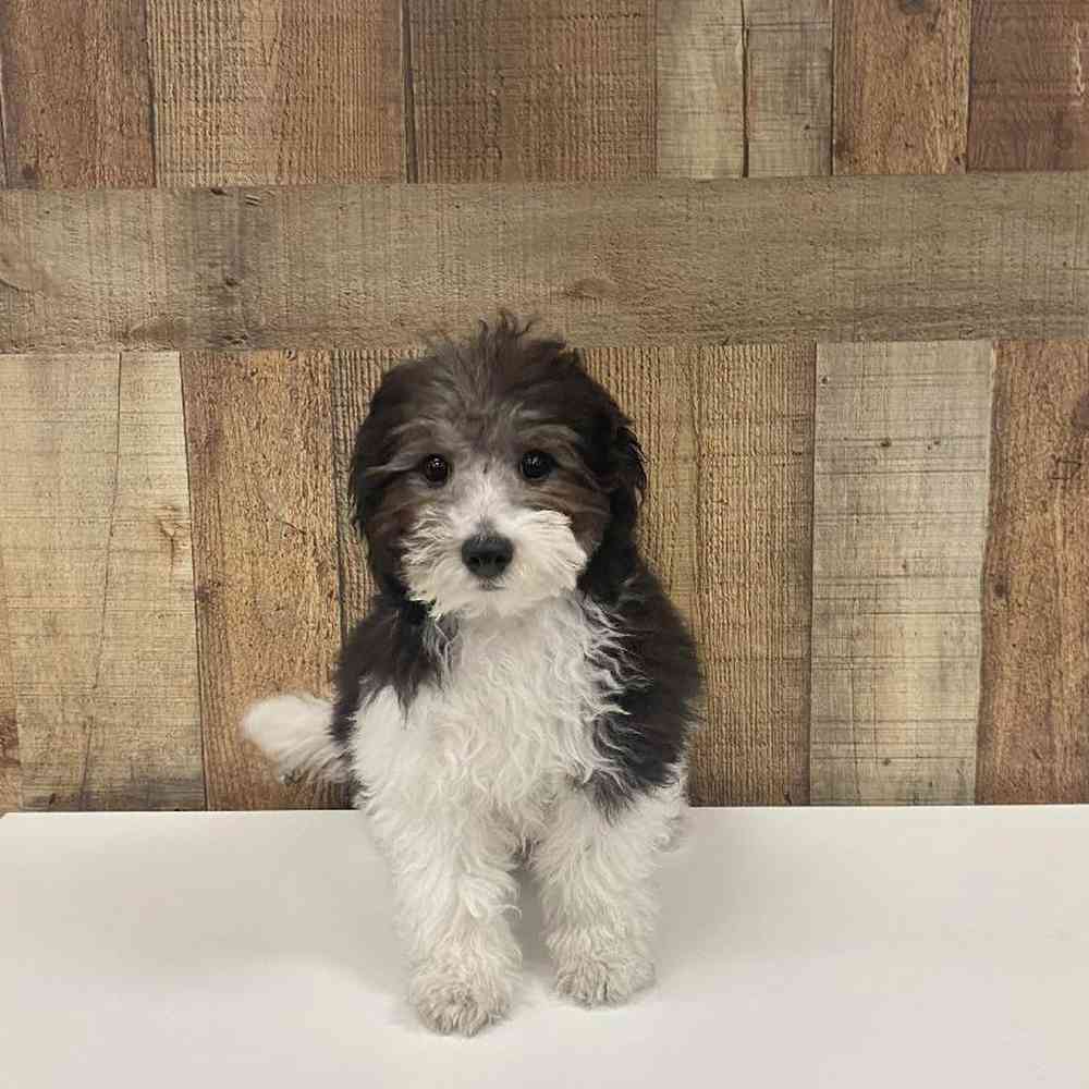 Male Bichapoo Puppy for Sale in Henderson, NV