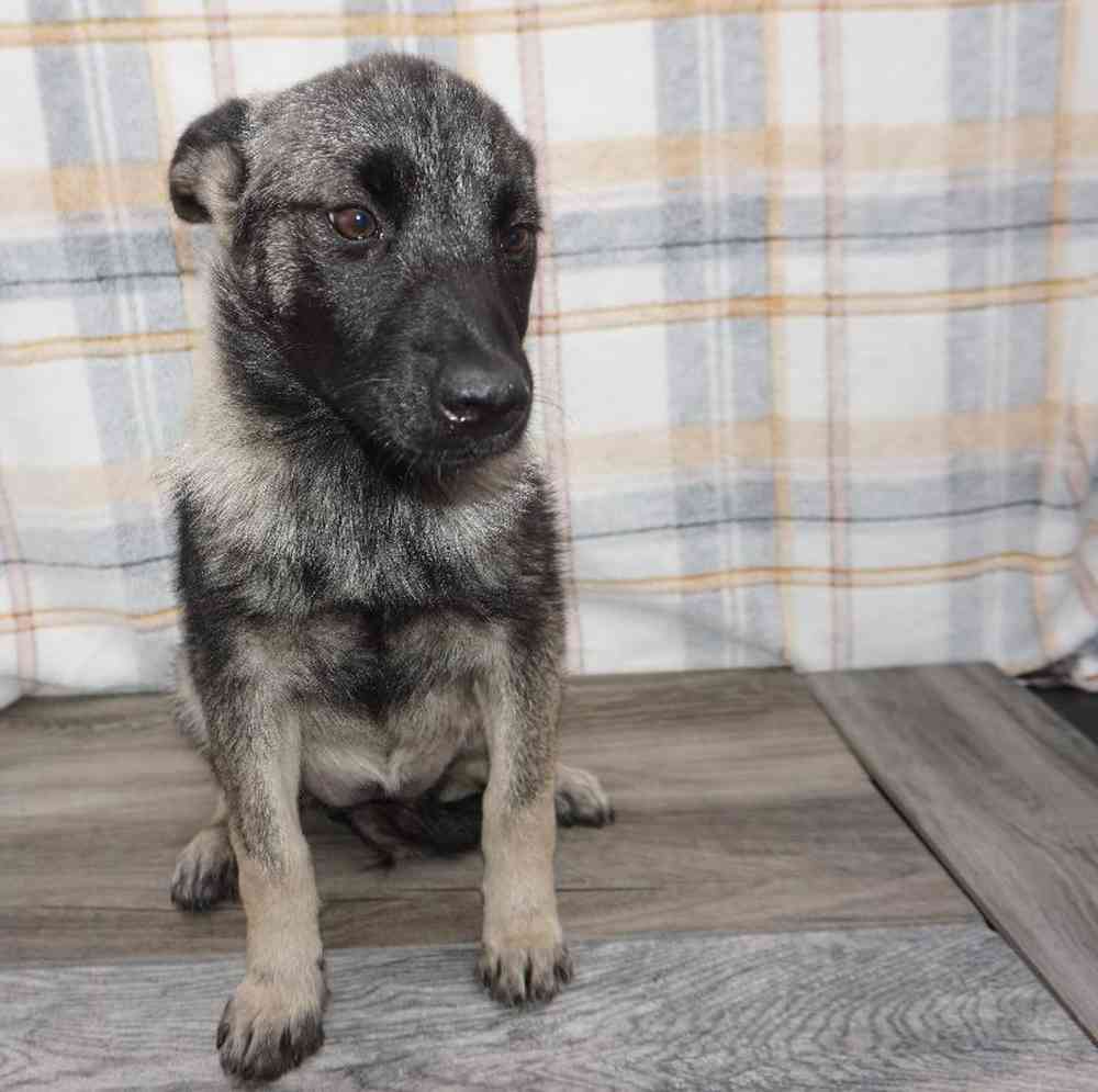 Female Norwegian Elkhound Puppy for Sale in West Jordan, UT