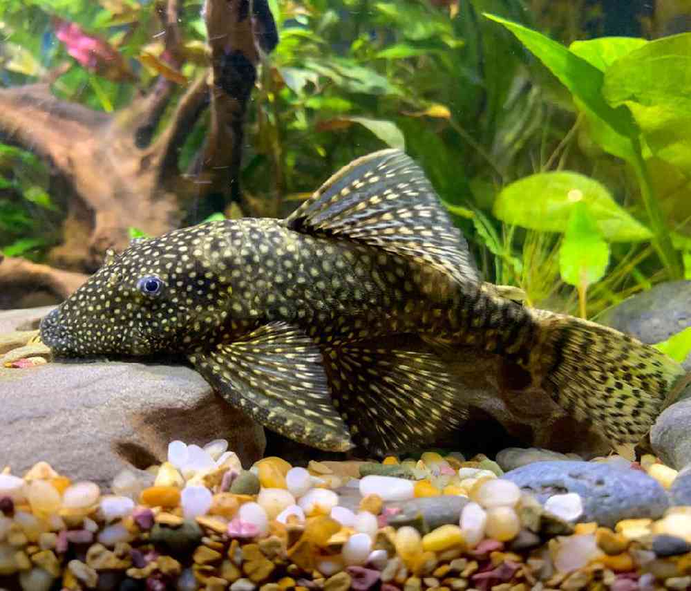 Unknown Plecostomus Freshwater Fish for sale