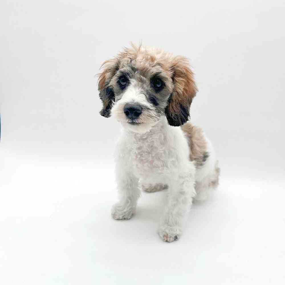 Male Cockapoo Puppy for Sale in Henderson, NV