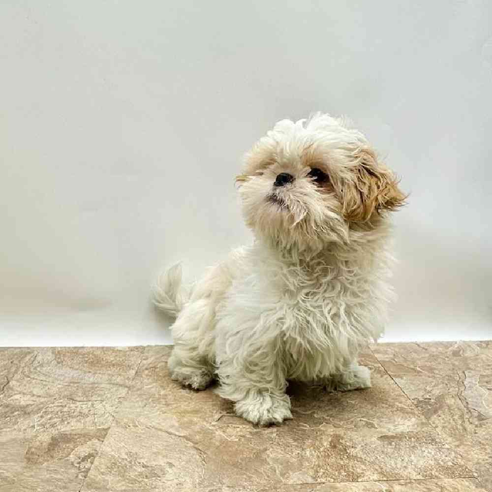 Female Teddy Bear Puppy for Sale in St. George, UT