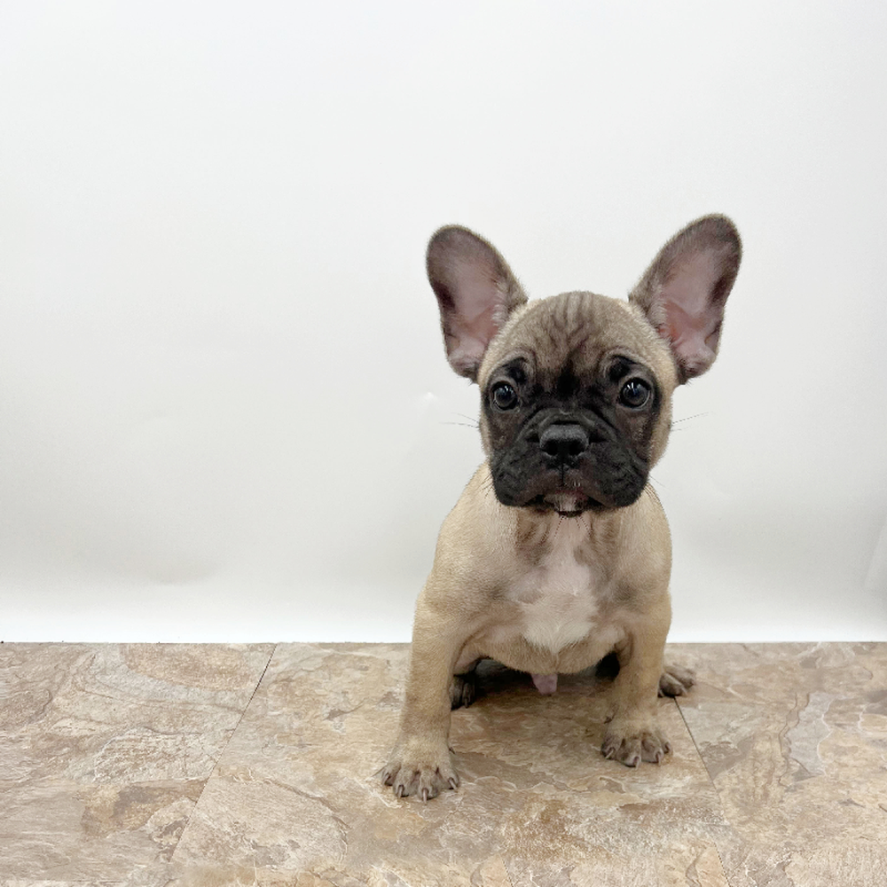 Male French Bulldog Puppy for Sale in St. George, UT