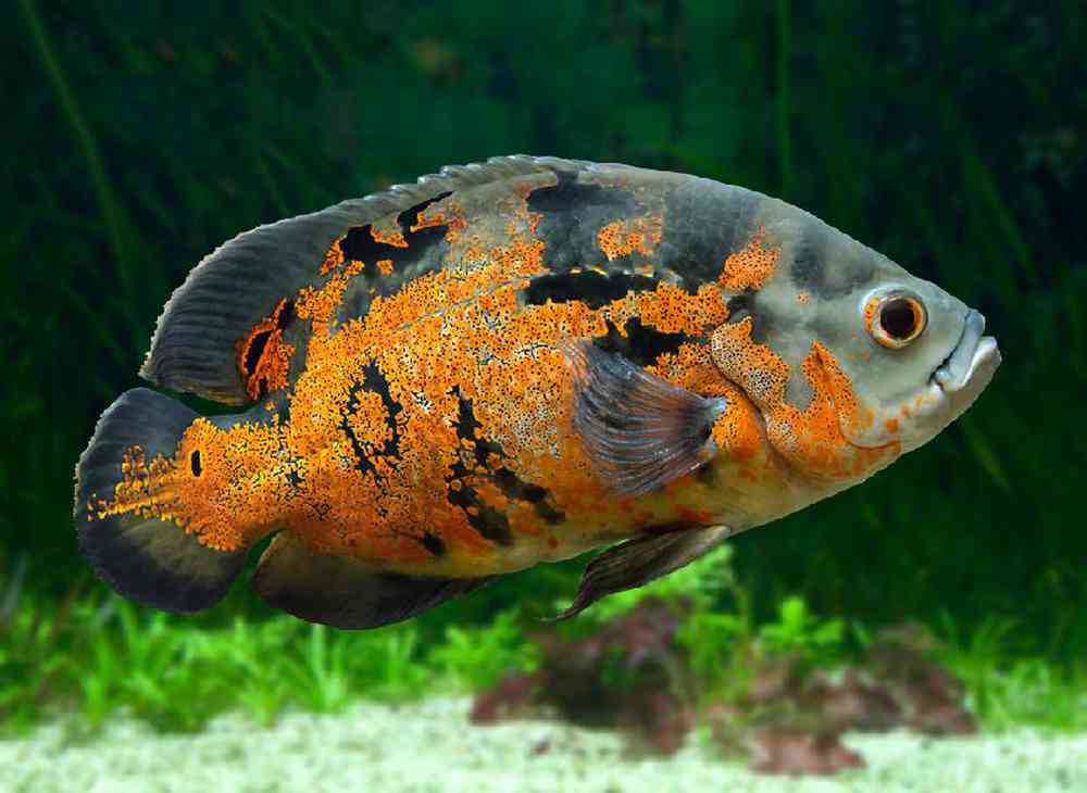 Unknown Cichlid Various Freshwater Fish for sale