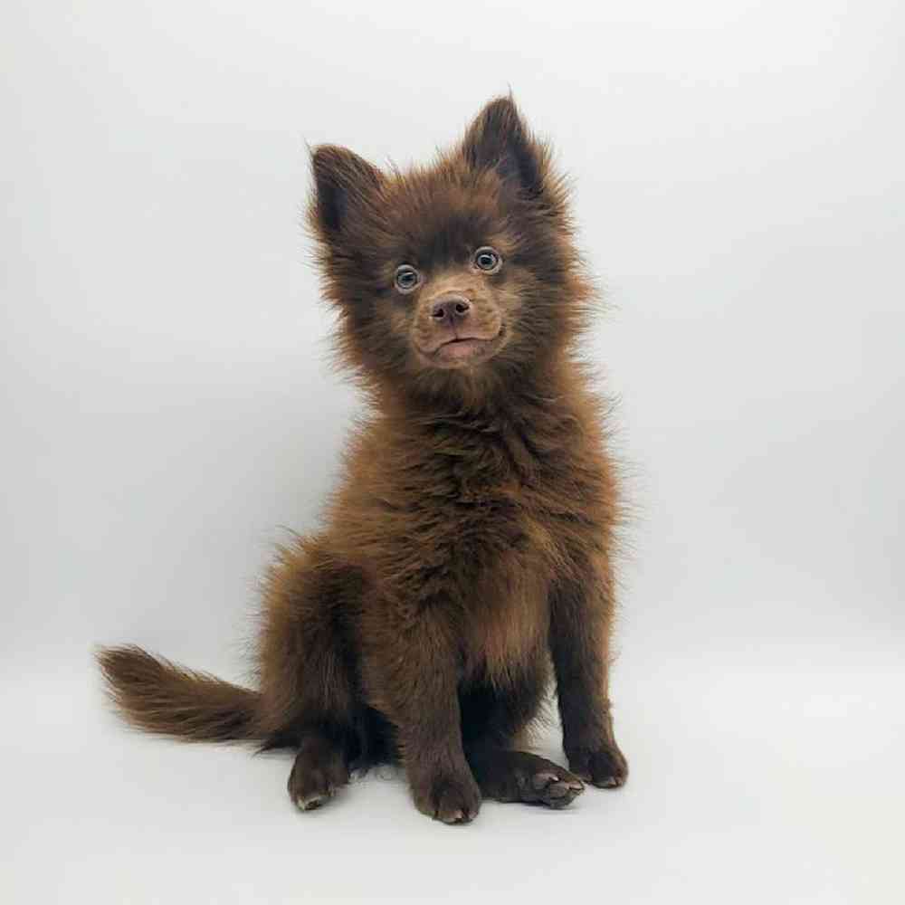 Male Pomeranian Puppy for Sale in Cedar City, UT
