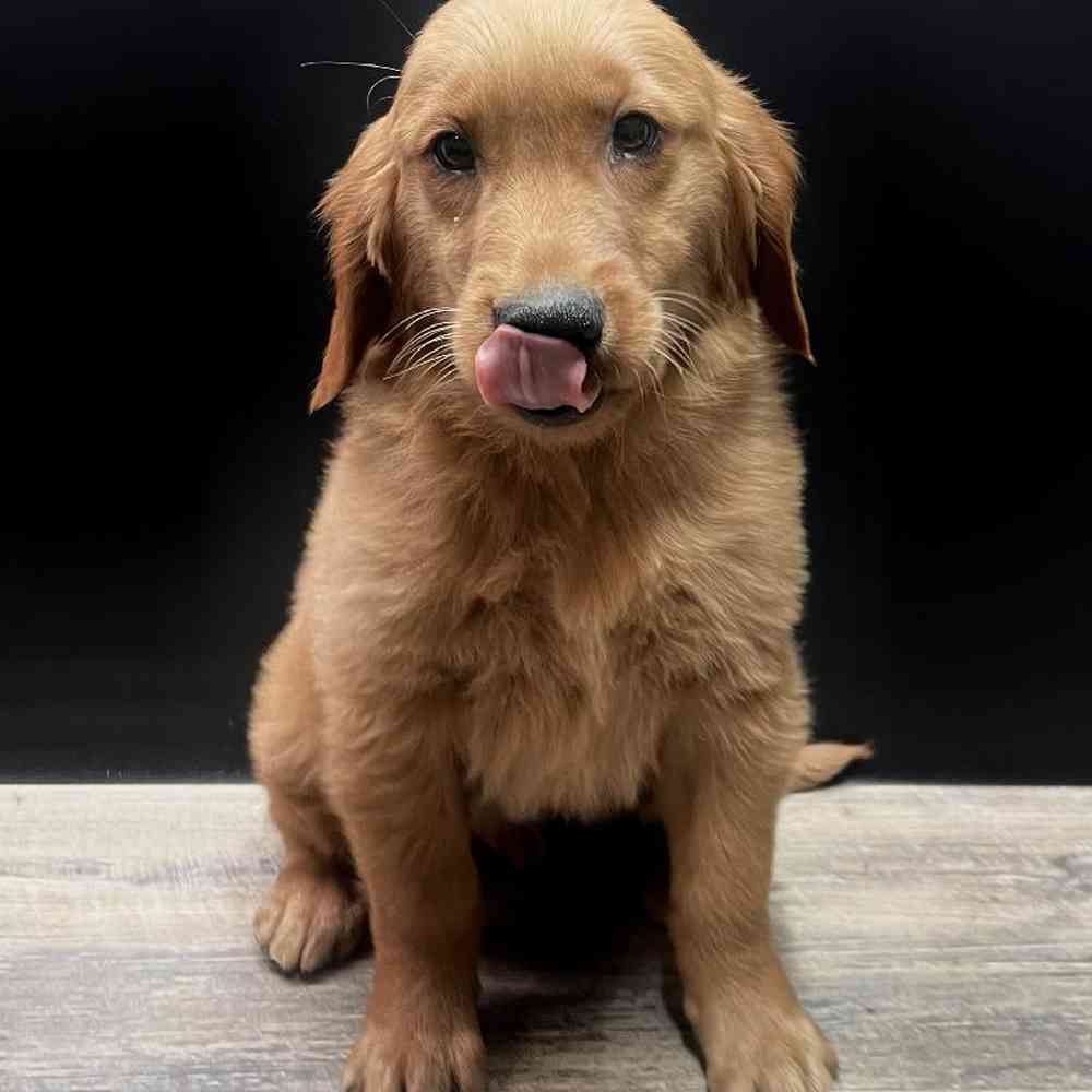 Male Golden Retriever Puppy for Sale in Vineyard, UT