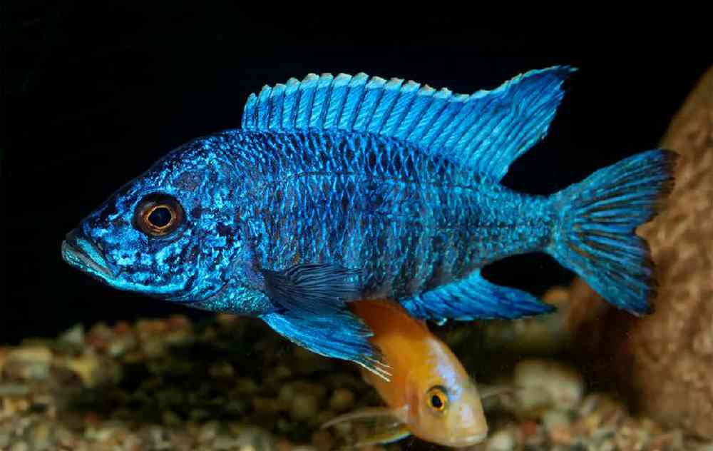 Unknown Cichlid Various Freshwater Fish for sale